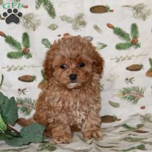 Austin, Cockapoo Puppy