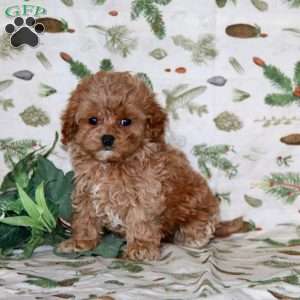 Austin, Cockapoo Puppy