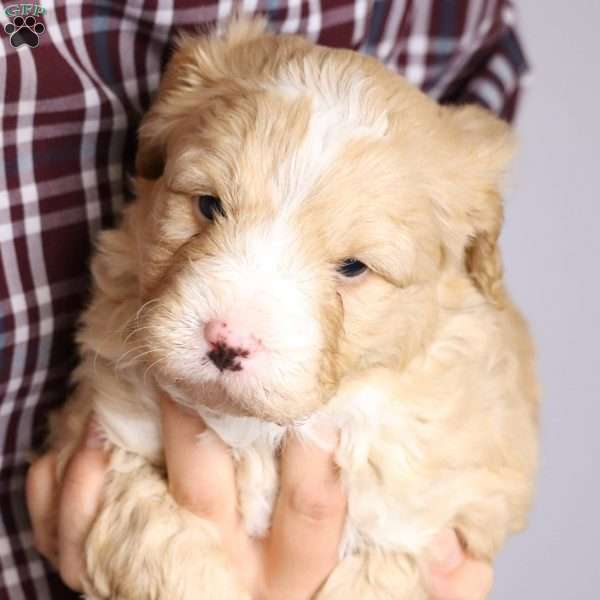 Austin, Bernedoodle Puppy