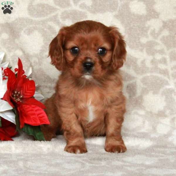 Ava, Cavalier King Charles Spaniel Puppy