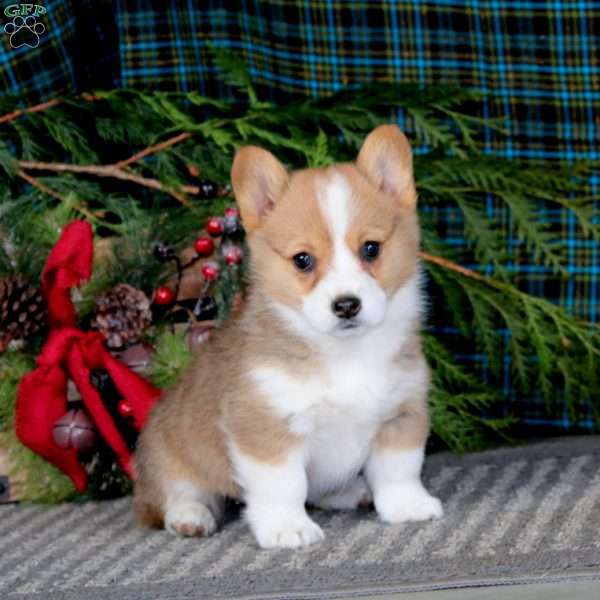 Ava, Pembroke Welsh Corgi Puppy