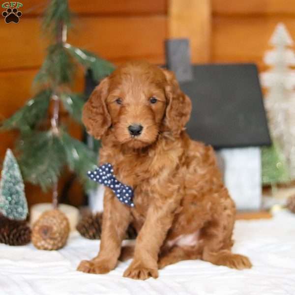 Avalanche, Goldendoodle Puppy