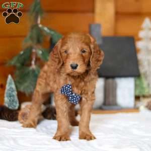 Avalanche, Goldendoodle Puppy