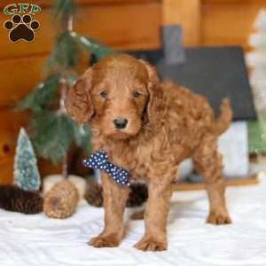 Avalanche, Goldendoodle Puppy