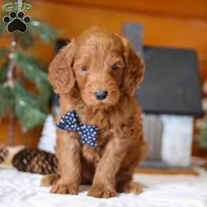 Avalanche, Goldendoodle Puppy