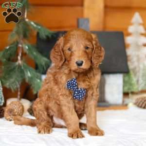 Avalanche, Goldendoodle Puppy