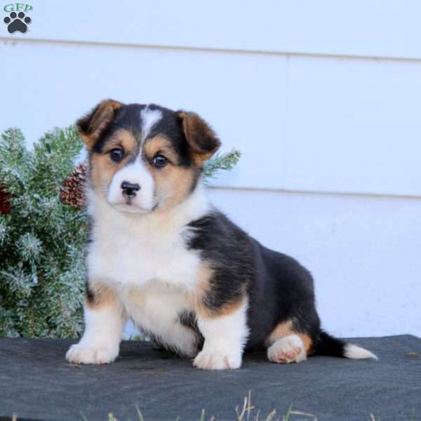 Avalon, Pembroke Welsh Corgi Puppy