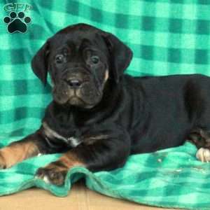 Avril, Cane Corso Puppy