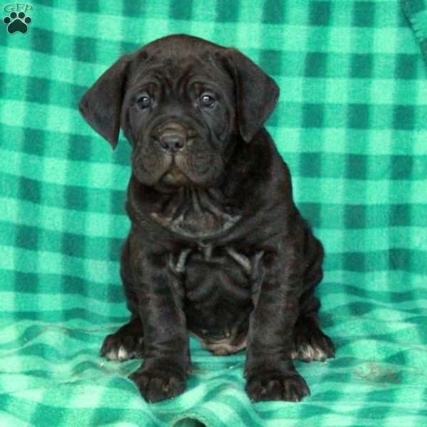 Axel, Cane Corso Puppy