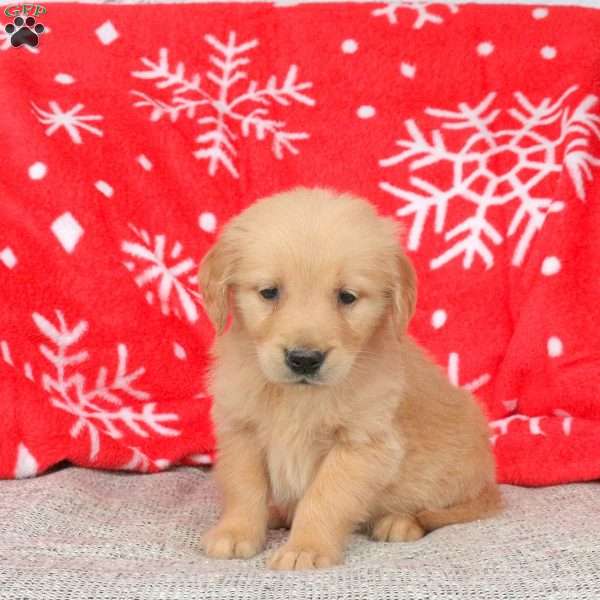 Axel, Golden Retriever Puppy