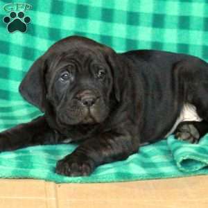 Axel, Cane Corso Puppy