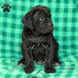 Axel, Cane Corso Puppy