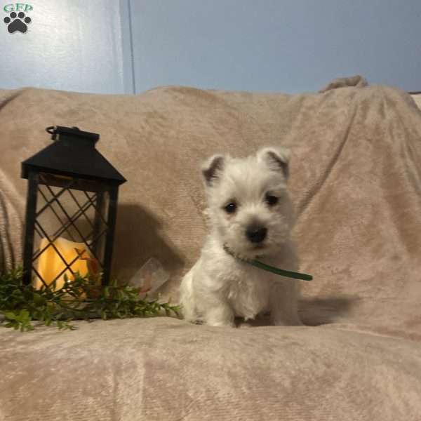 Sawyer, West Highland Terrier Puppy