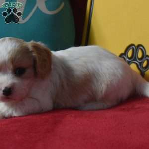 Tommy, Cavachon Puppy