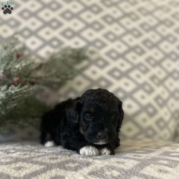 Midnight, Mini Bernedoodle Puppy