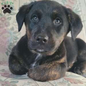 Joey, Labrador Mix Puppy