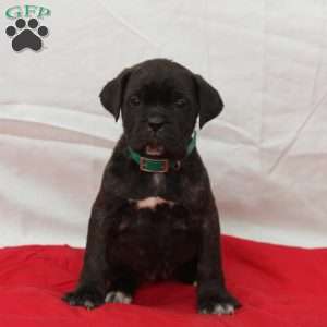 Zara, Cane Corso Puppy