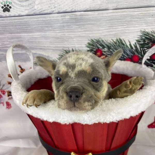 Diesel, French Bulldog Puppy