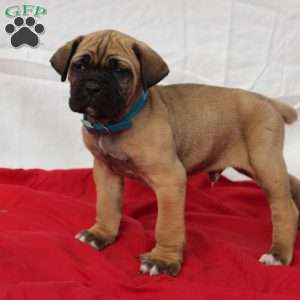 Zeek, Cane Corso Puppy