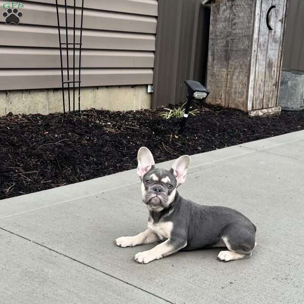 Penelope, French Bulldog Puppy