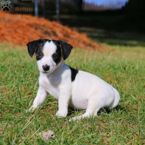 Baby, Jack Russell Terrier Puppy