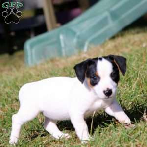 Baby, Jack Russell Terrier Puppy