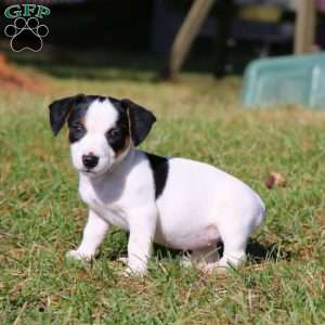 Baby, Jack Russell Terrier Puppy