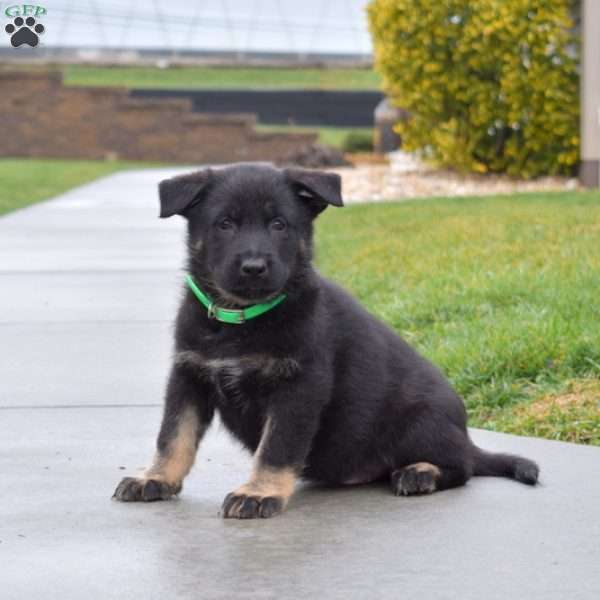 Badger, German Shepherd Puppy