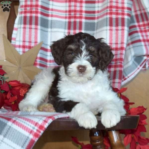 Badger, Mini Bernedoodle Puppy