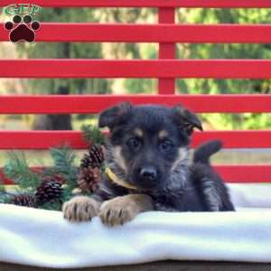 Badger, German Shepherd Puppy