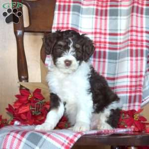 Badger, Mini Bernedoodle Puppy