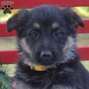 Badger, German Shepherd Puppy