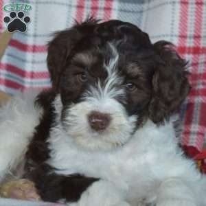 Badger, Mini Bernedoodle Puppy