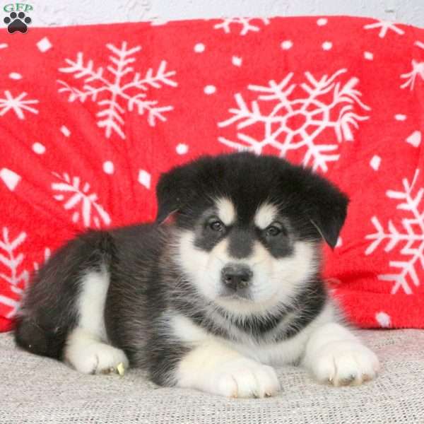 Bailey, Alaskan Malamute Puppy