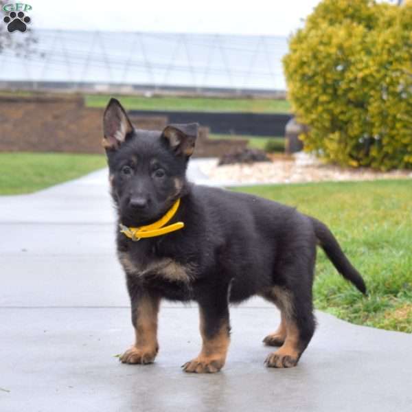 Bailey, German Shepherd Puppy