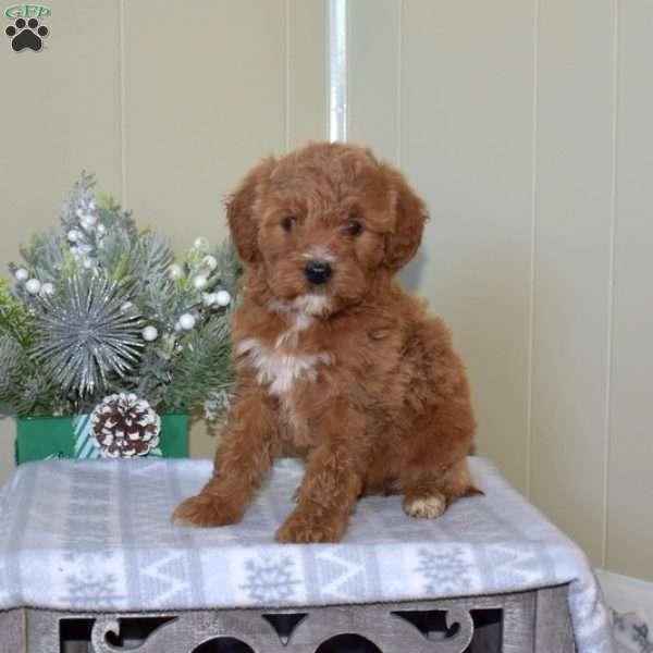 Bailey, Mini Goldendoodle Puppy