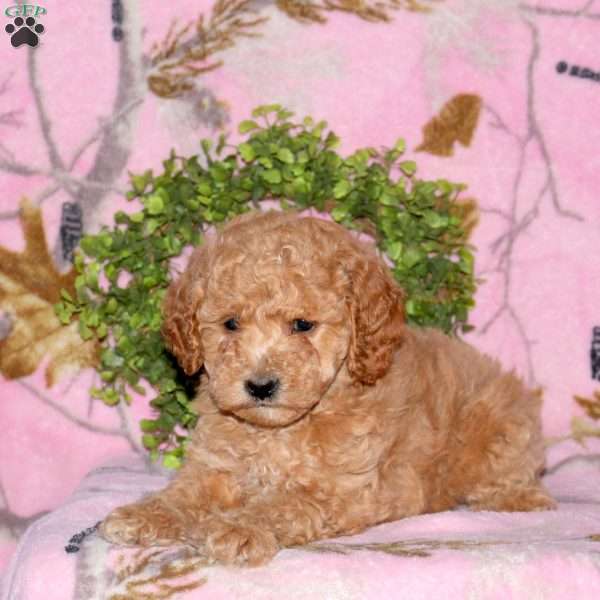 Bailey, Mini Goldendoodle Puppy