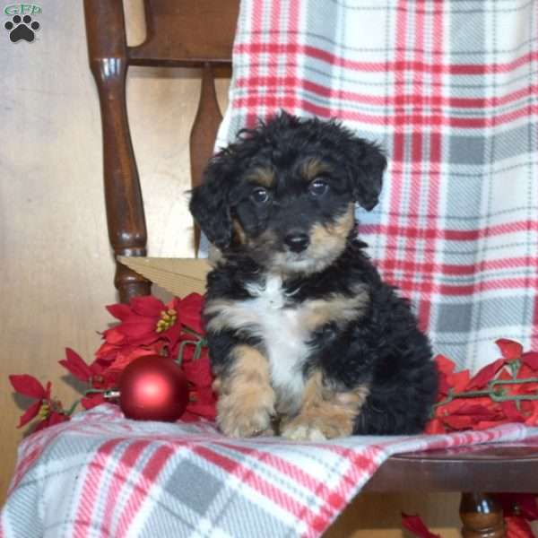 Bailey, Mini Bernedoodle Puppy