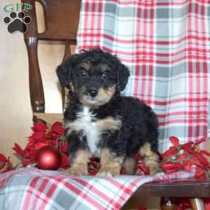 Bailey, Mini Bernedoodle Puppy