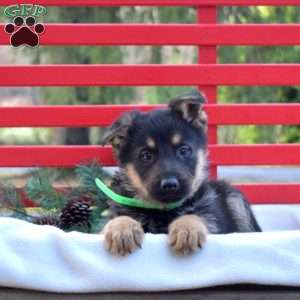 Bailey, German Shepherd Puppy