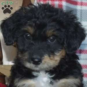 Bailey, Mini Bernedoodle Puppy