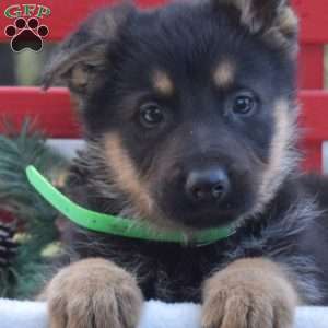 Bailey, German Shepherd Puppy