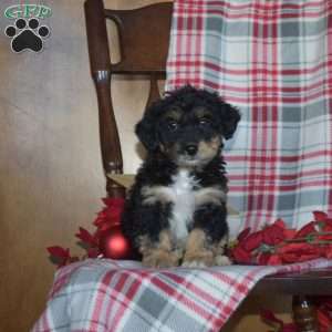 Bailey, Mini Bernedoodle Puppy