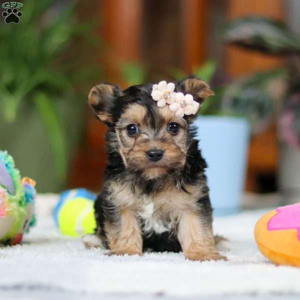 Bailey, Morkie / Yorktese Puppy