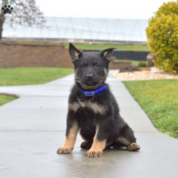 Bandit, German Shepherd Puppy