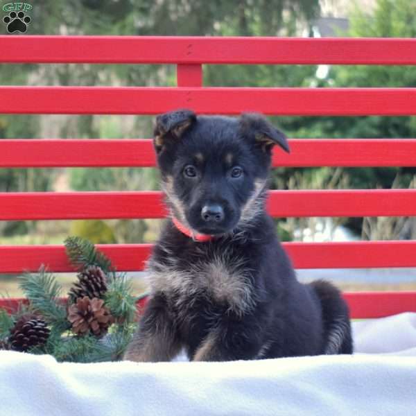 Bandit, German Shepherd Puppy