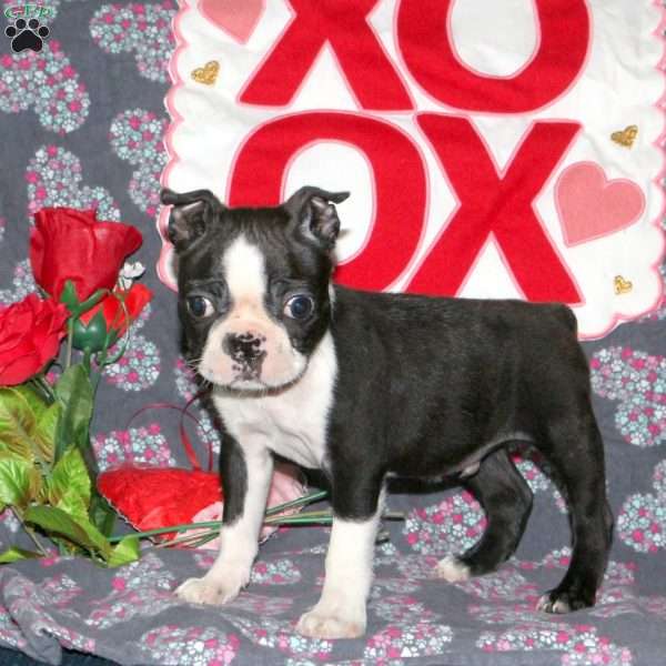 Bandit, Boston Terrier Puppy