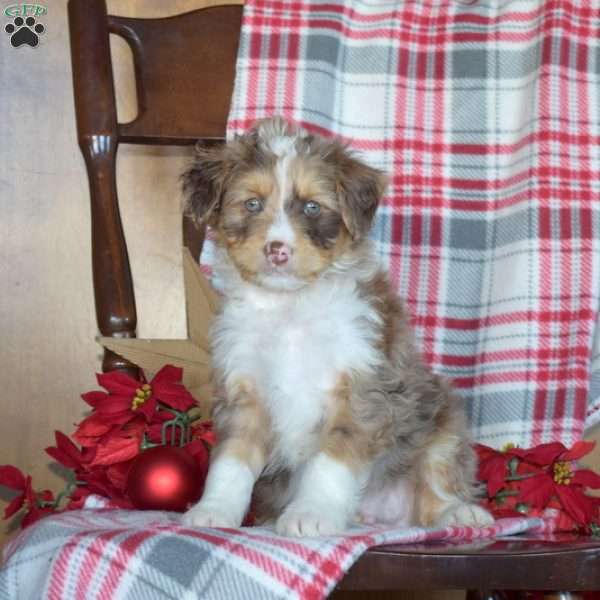 Bandit, Mini Bernedoodle Puppy