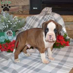 Bandit, Boxer Puppy