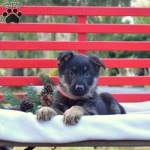 Bandit, German Shepherd Puppy